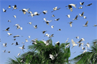 Thủ tướng Chính phủ chỉ đạo công tác bảo tồn các loài chim